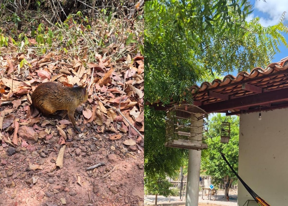 Polícia Militar resgata aves silvestres e cutias em José de Freitas