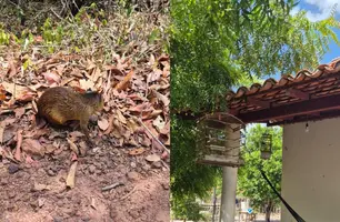 Polícia Militar resgata aves silvestres e cutias em José de Freitas (Foto: Divulgação/PMPI)