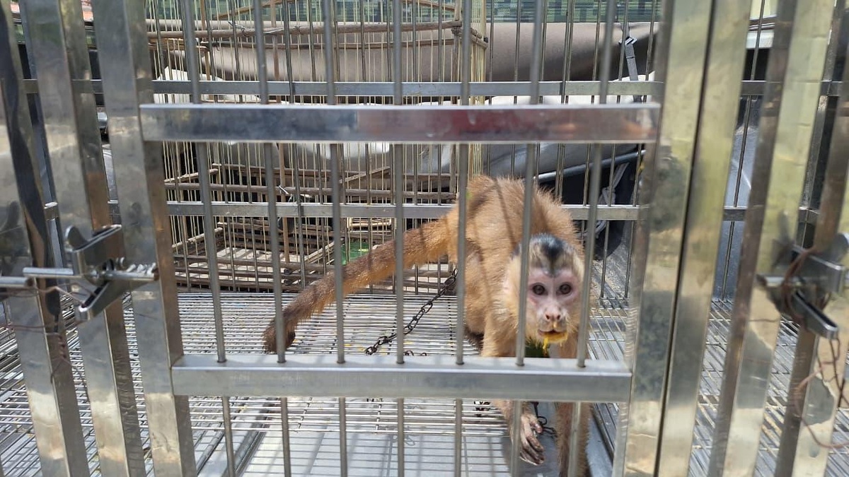 Polícia resgata macaco-prego e dois tico-ticos mantidos ilegalmente em Parnaíba