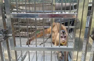 Polícia resgata macaco-prego e dois tico-ticos mantidos ilegalmente em Parnaíba (Foto: Divulgação/PMPI)