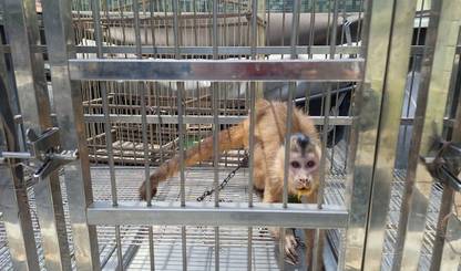 Polícia resgata macaco-prego e dois tico-ticos mantidos ilegalmente em Parnaíba