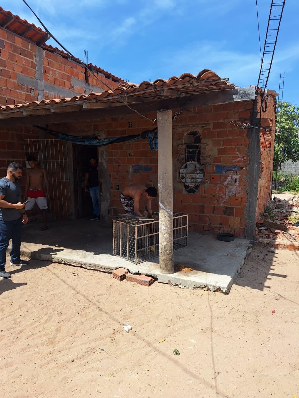 Polícia resgata macaco-prego e dois tico-ticos mantidos ilegalmente em Parnaíba