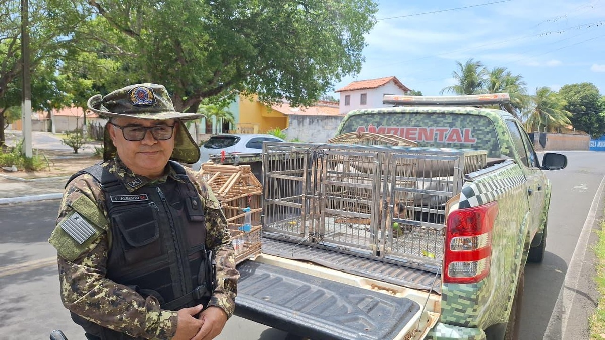 Polícia resgata macaco-prego e dois tico-ticos mantidos ilegalmente em Parnaíba