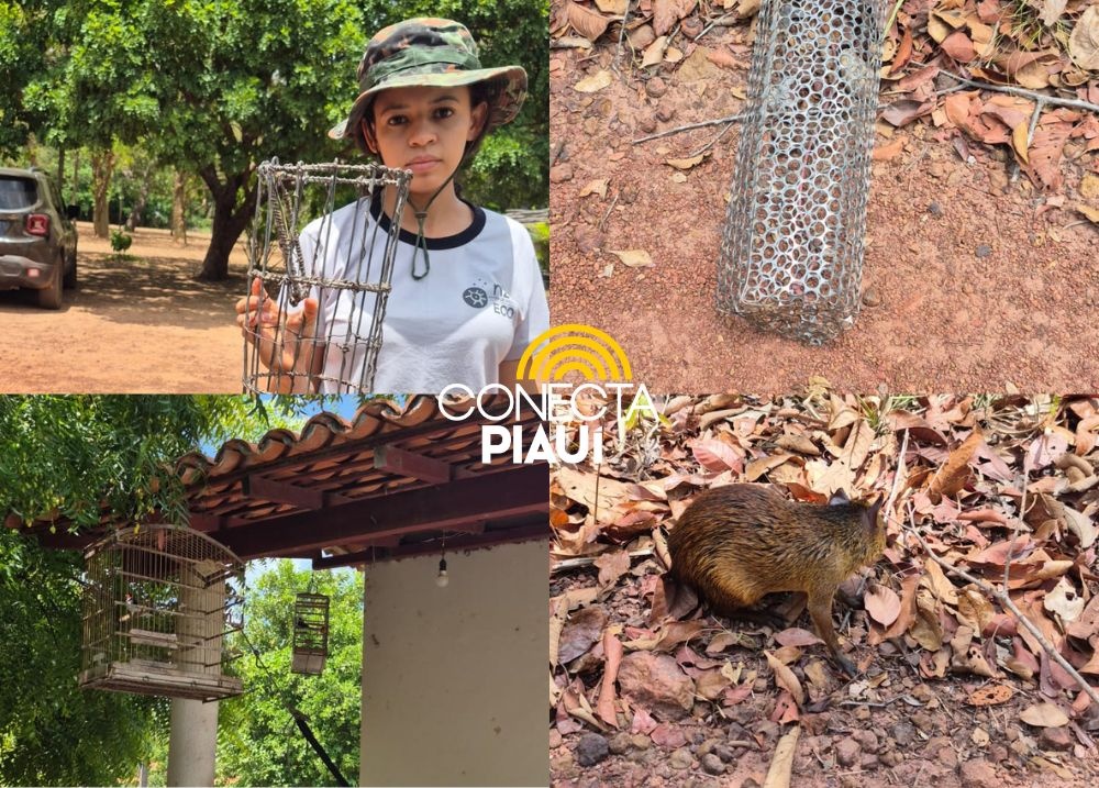 Policiamento Ambiental apreende aves silvestres e cutias em José de Freitas