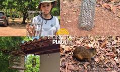 Policiamento Ambiental apreende aves silvestres e cutias em José de Freitas