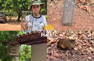 Policiamento Ambiental apreende aves silvestres e cutias em José de Freitas (Foto: Reprodução)