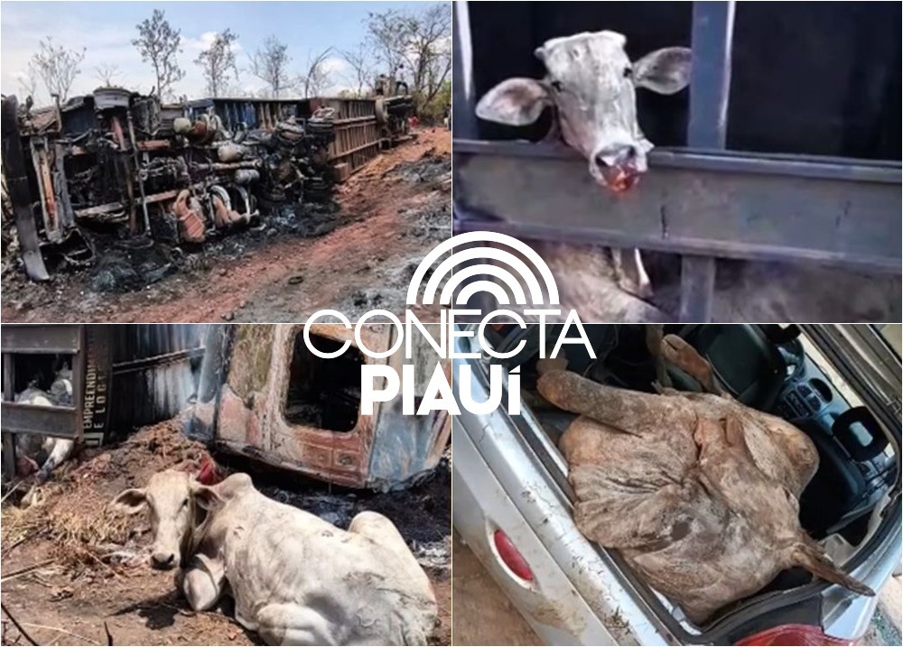 Populares furtam bois após carreta pegar fogo e tombar na BR-135, no Maranhão