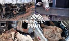 Populares furtam bois após carreta pegar fogo e tombar na BR-135, no Maranhão