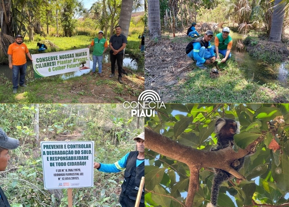Prefeitura de palmeira do piauí promove ações de recuperação ambiental nos riachos