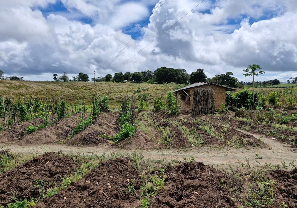 Simpósio de Recursos Genéticos debate soberania e segurança alimentar