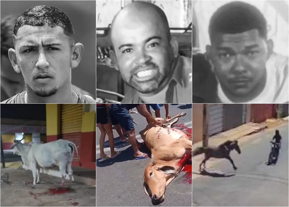 Vítimas de acidentes envolvendo animais no Piauí