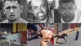 Vítimas de acidentes envolvendo animais no Piauí (Foto: Reprodução)