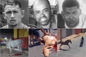 Vítimas de acidentes envolvendo animais no Piauí (Foto: Reprodução)