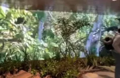 Aeroporto de Belém ganha decoração inspirada na Amazônia para a COP 30