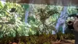 Aeroporto de Belém ganha decoração inspirada na Amazônia para a COP 30 (Foto: Reprodução)