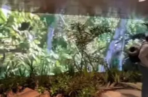 Aeroporto de Belém ganha decoração inspirada na Amazônia para a COP 30 (Foto: Reprodução)