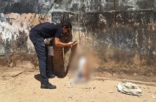 Cachorro morre ao se prender em fio e mobiliza Polícia Ambiental e IML em Parnaíba (Foto: Reprodução)