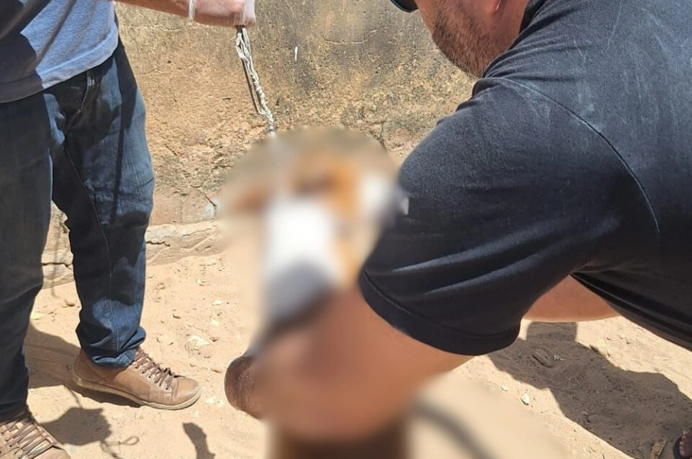 Cachorro morre ao se prender em fio e mobiliza Polícia Ambiental e IML em Parnaíba
