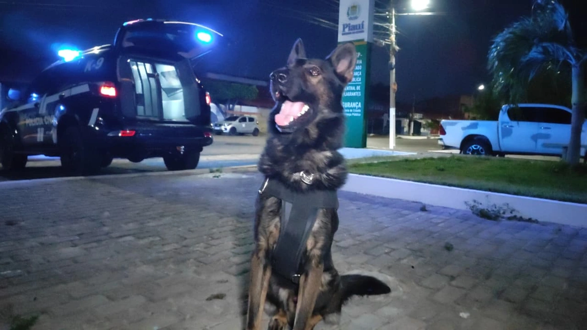 Cão K9 da Polícia Civil encontra drogas escondidas e vira destaque em Parnaíba