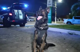 Cão K9 da Polícia Civil encontra drogas escondidas e vira destaque em Parnaíba (Foto: Reprodução)