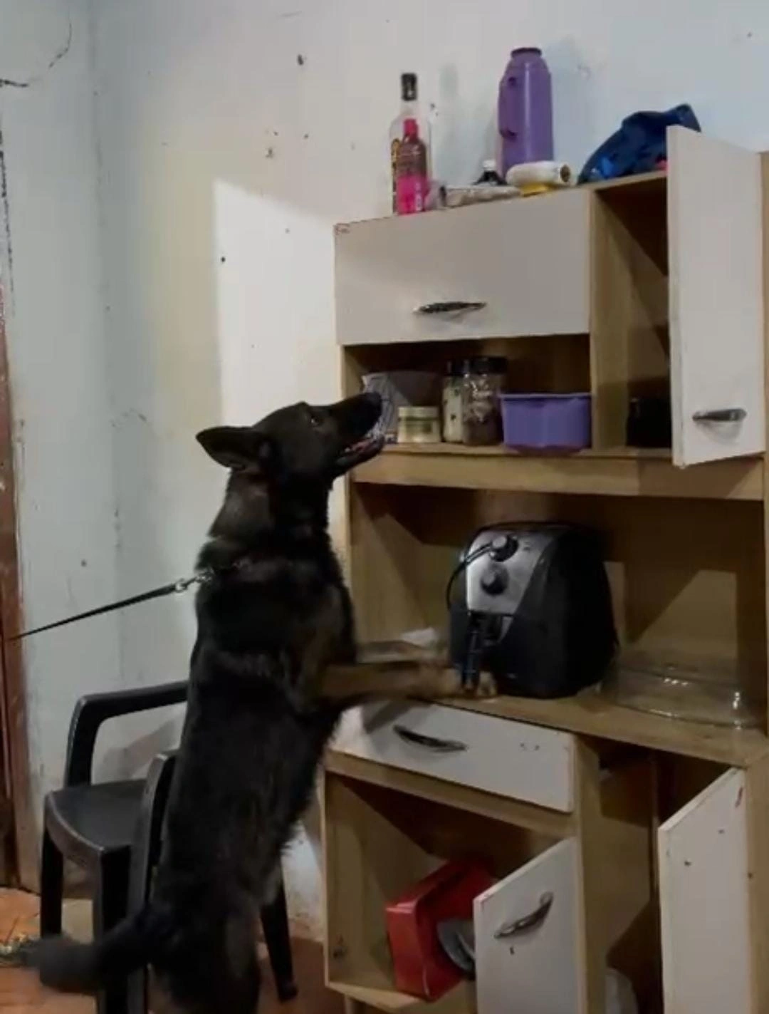 Cão K9 da Polícia Civil encontra drogas escondidas e vira destaque em Parnaíba