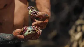 Caranguejo (Foto: Thiago Amaral)