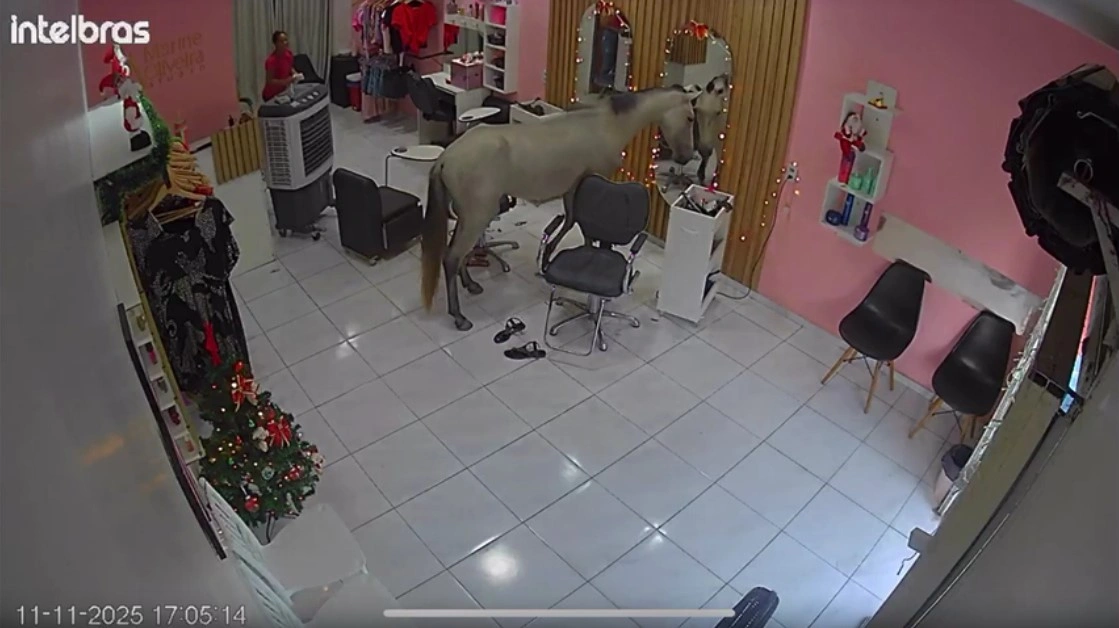 Cavalo invade salão para se 'admirar' no espelho e assusta clientes em Teresina