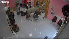 Cavalo invade salão para se 'admirar' no espelho e assusta clientes em Teresina (Foto: Reprodução)