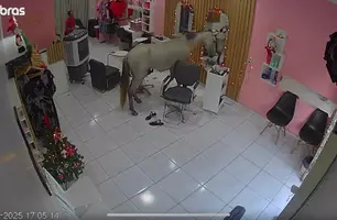 Cavalo invade salão para se 'admirar' no espelho e assusta clientes em Teresina (Foto: Reprodução)