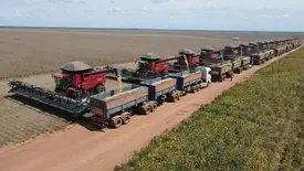 Colheita na Fazenda Ribeirão, da GEES, em Baixa Grande do Ribeiro (Foto: Reprodução)