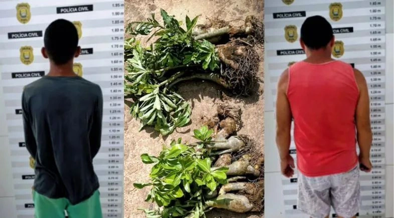 Dois homens são presos por furto de Rosas do Deserto em São Raimundo Nonato
