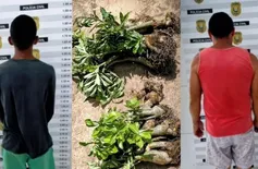 Dois homens são presos por furto de Rosas do Deserto em São Raimundo Nonato