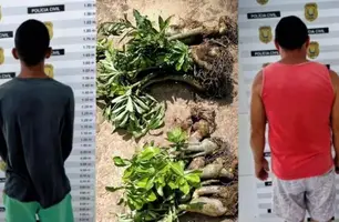 Dois homens são presos por furto de Rosas do Deserto em São Raimundo Nonato (Foto: Reprodução)