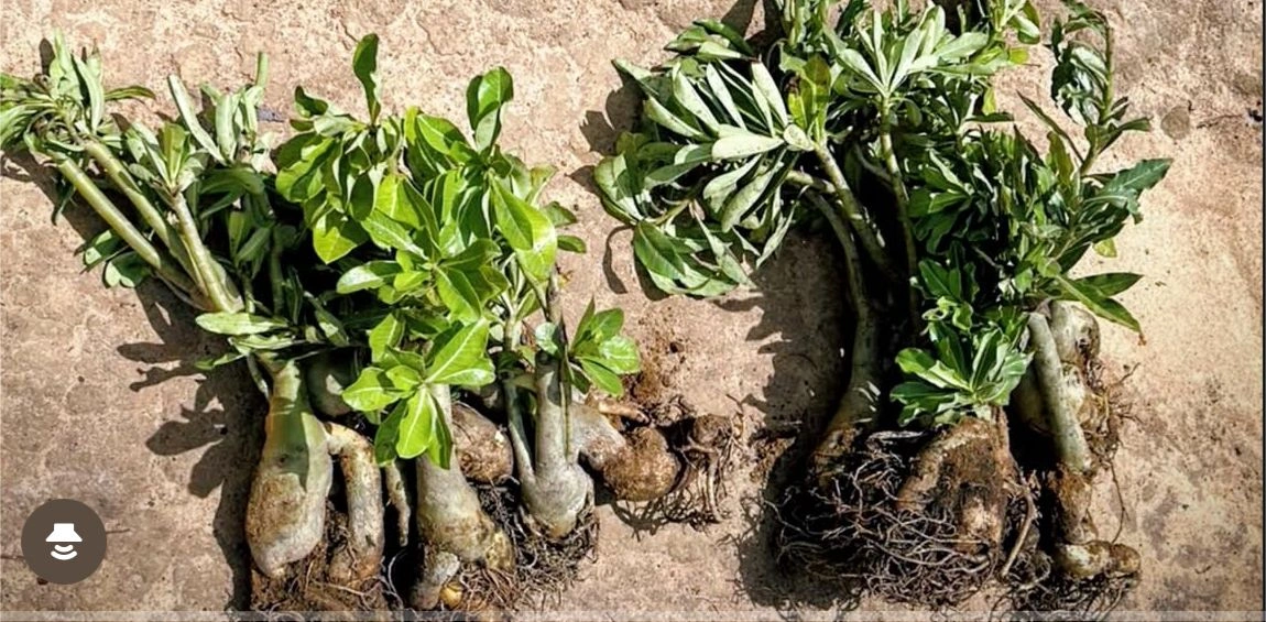 Dois homens são presos por furto de Rosas do Deserto em São Raimundo Nonato