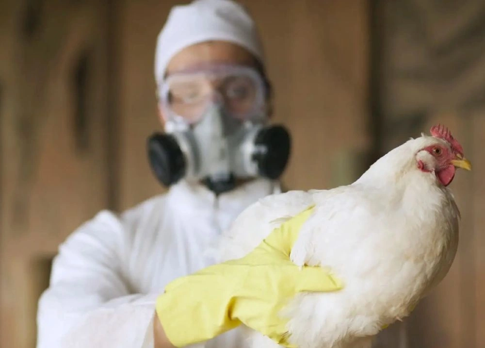 Gripe aviária: Sada e Adapi alertam para cuidados durante o Carnaval