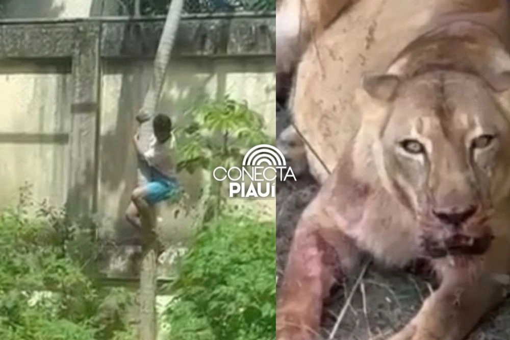 Homem invade jaula de leoa e morre no Parque Arruda Câmara, em João Pessoa