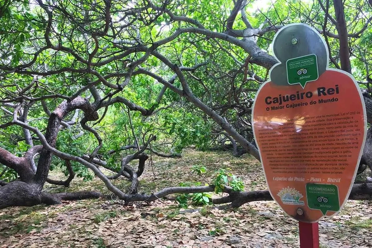 Município de Cajueiro da Praia representa o Piauí em ranking de turismo