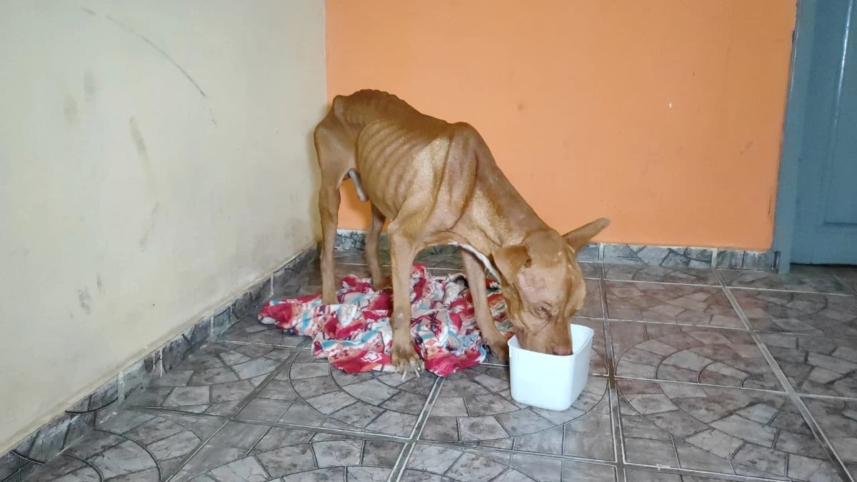 Pit Bull é resgatado em situação de abandono em Parnaíba