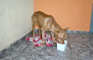 Pit Bull é resgatado em situação de abandono em Parnaíba (Foto: Reprodução)