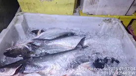 Polícia Ambiental apreende uma tonelada de pescado ilegal em São Raimundo Nonato (Foto: Reprodução)