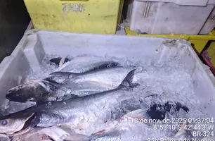 Polícia Ambiental apreende uma tonelada de pescado ilegal em São Raimundo Nonato (Foto: Reprodução)