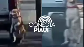 Polícia investiga caso de cachorro preso a carro em Teresina (Foto: Reprodução)