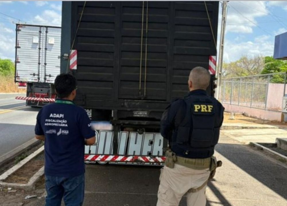 PRF flagra transporte irregular de cavalos em rodovia federal no Piauí