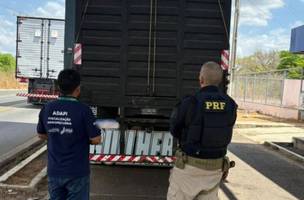 PRF flagra transporte irregular de cavalos em rodovia federal no Piauí (Foto: Reprodução)