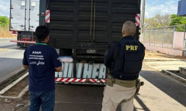 PRF flagra transporte irregular de cavalos em rodovia federal no Piauí