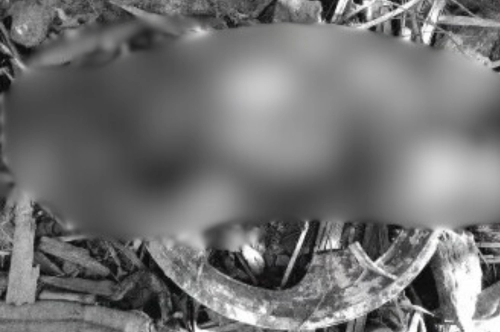 Recém-nascido é encontrado morto após ter cabeça devorada por animais em Porto