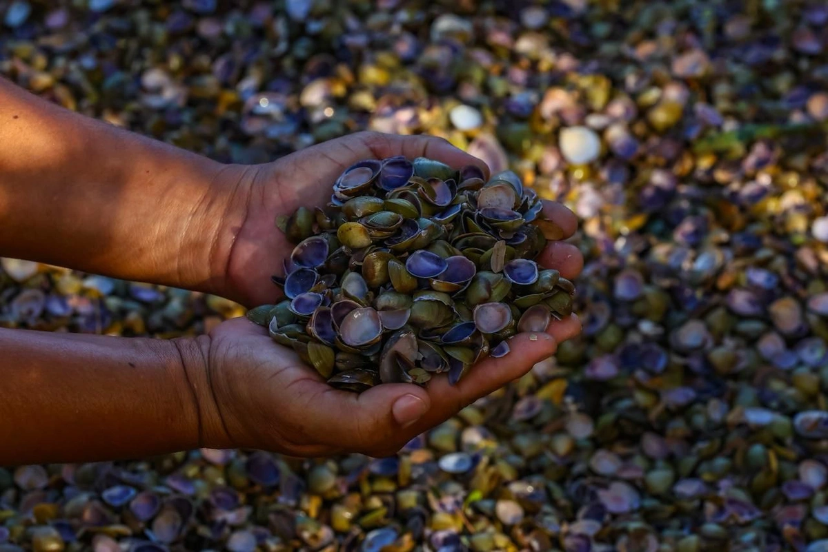 Rota das Marisqueiras