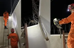 Sagui fica preso em cerca elétrica e é resgatado por bombeiros em Oeiras (Foto: Reprodução)