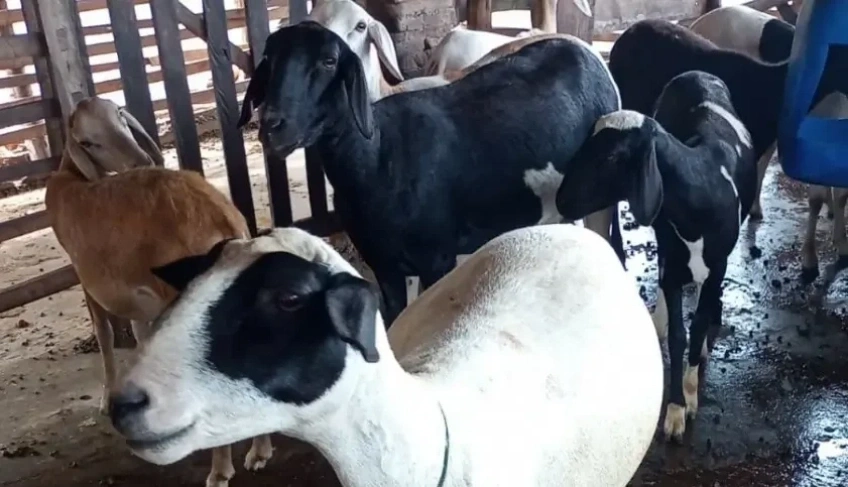 Sebrae promove Dia de Campo da Ovinocaprinocultura em Floriano