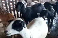 Sebrae promove Dia de Campo da Ovinocaprinocultura em Floriano